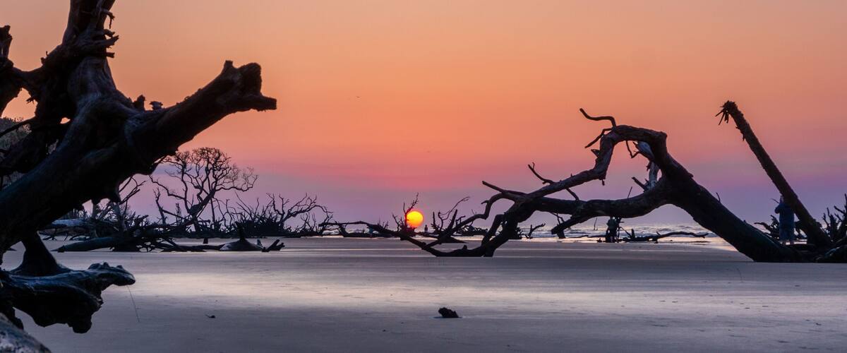 sunset with sun low over the horizon on a beach with dead trees and driftwood