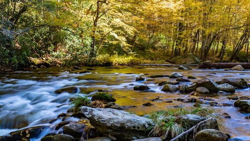 Middle Prong Little River surrounded by Fall Foliage in the Great Smoky Mountains National Park Tennessee