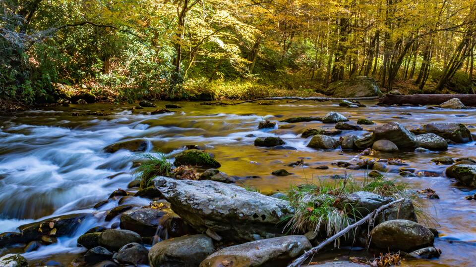 A flowing river with rocks and trees in a forest.