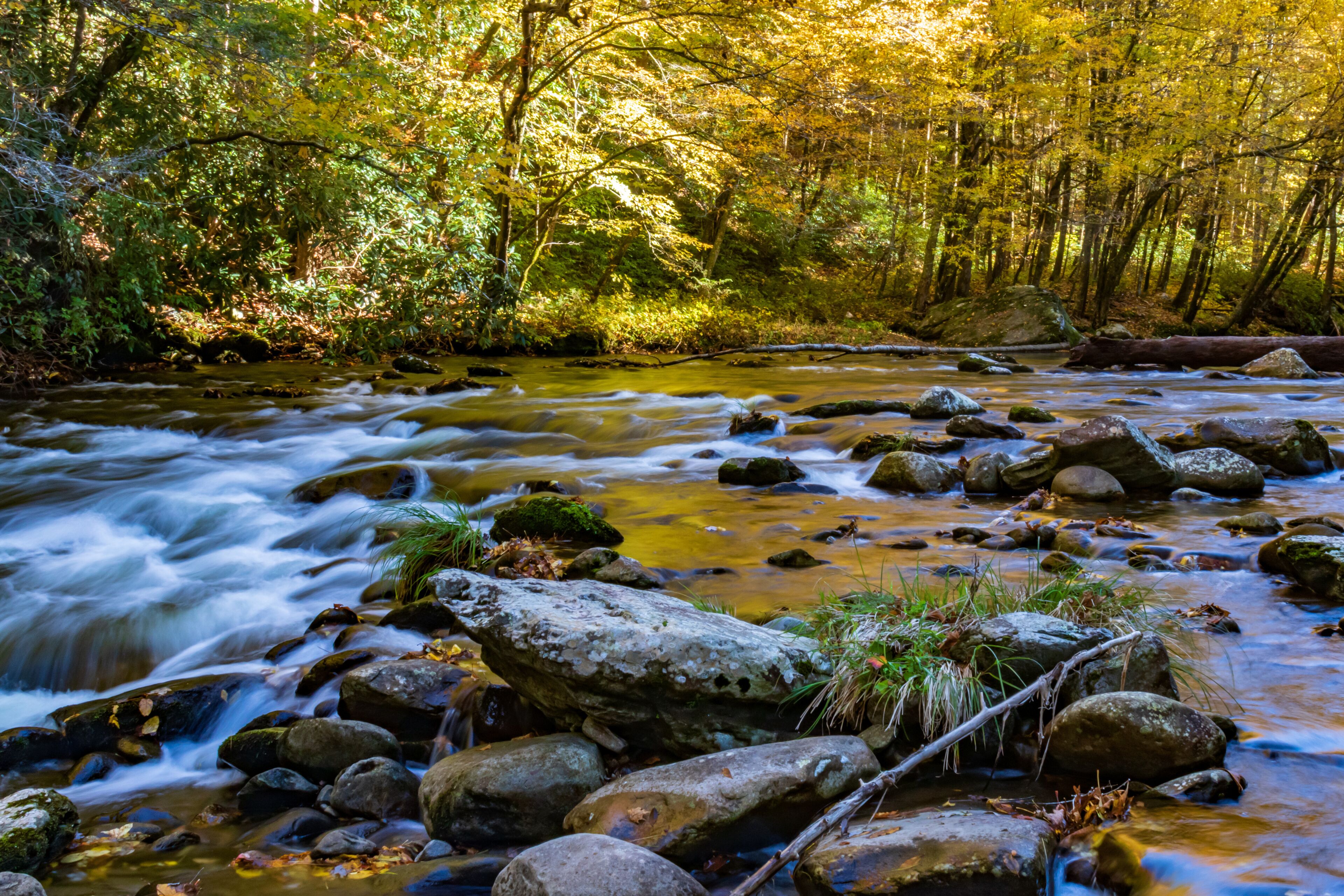 A flowing river with rocks and trees in a forest.