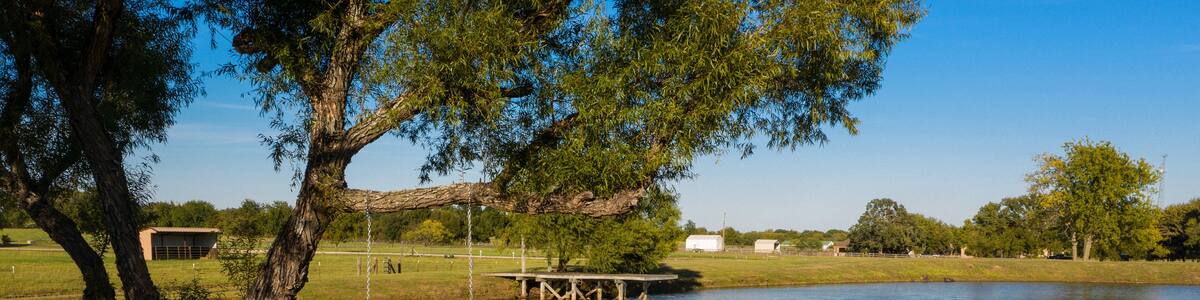 Tree swing by a Pond