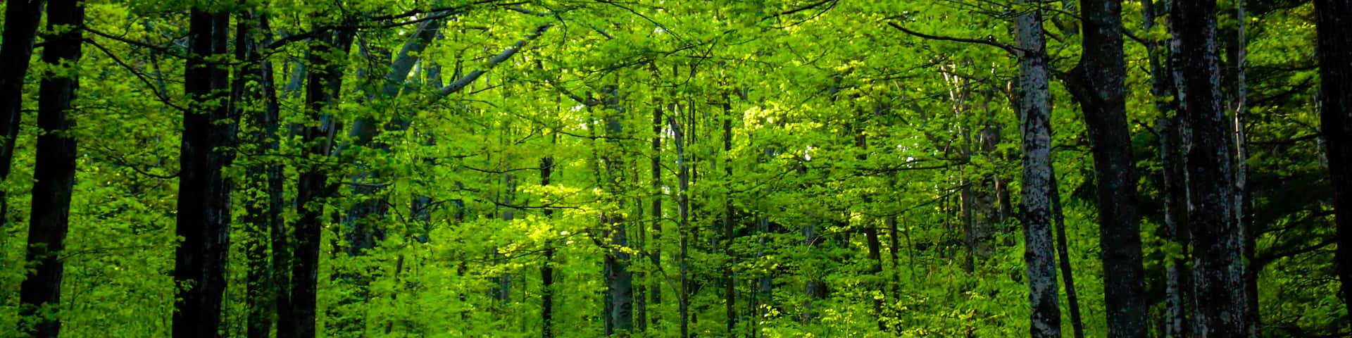 #trovember Northern Wisconsin in the spring