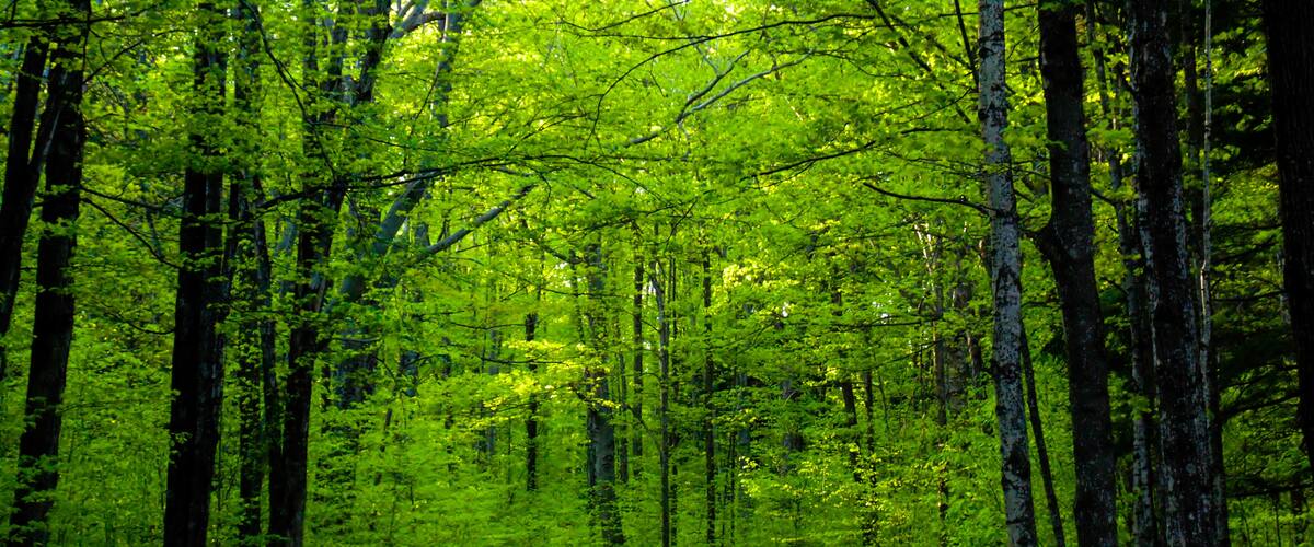 A winding road through a dense forest with tall trees and lush green foliage.