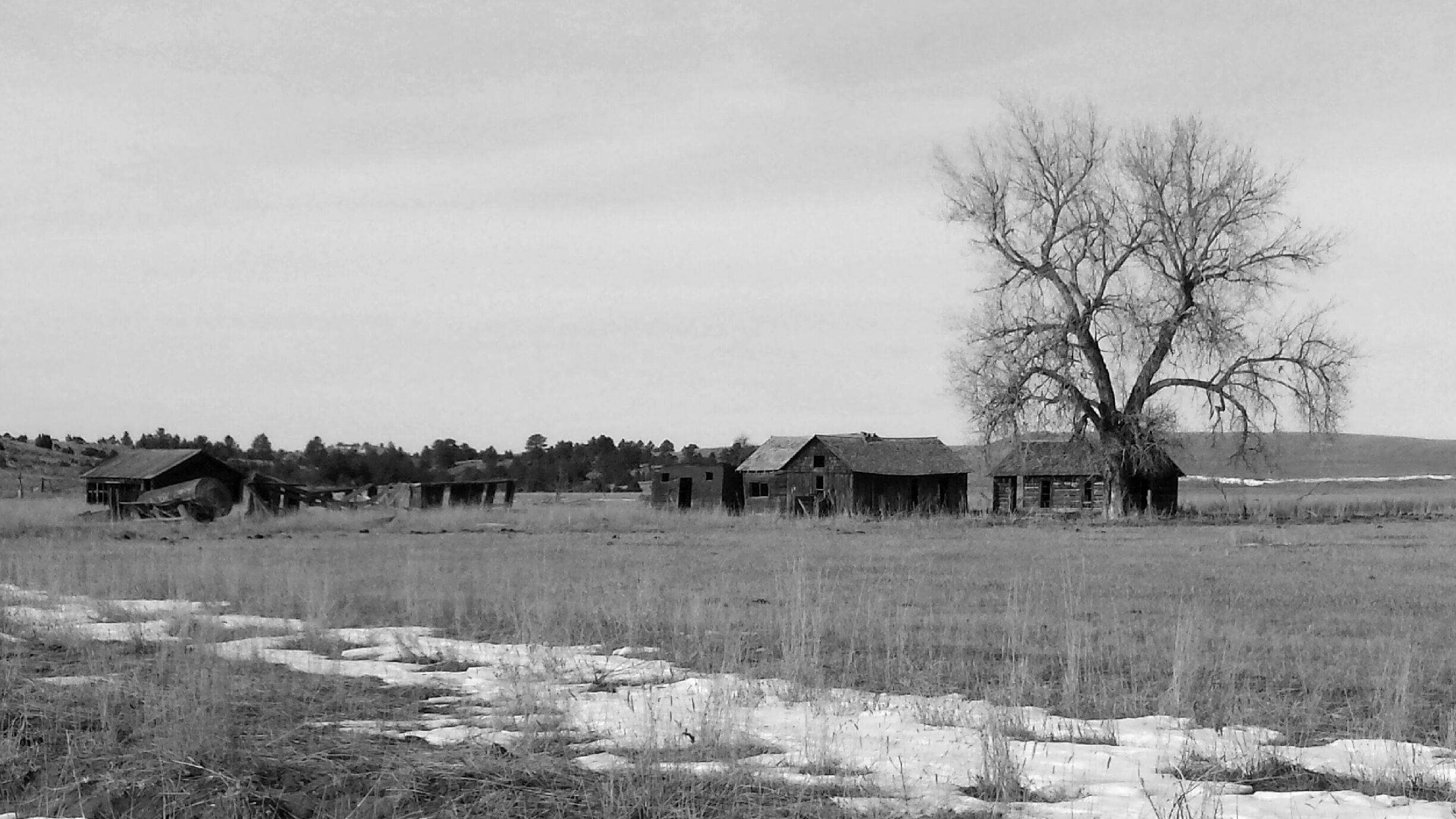 A rural landscape with several old, dilapidated houses and a large leafless tree in a field.