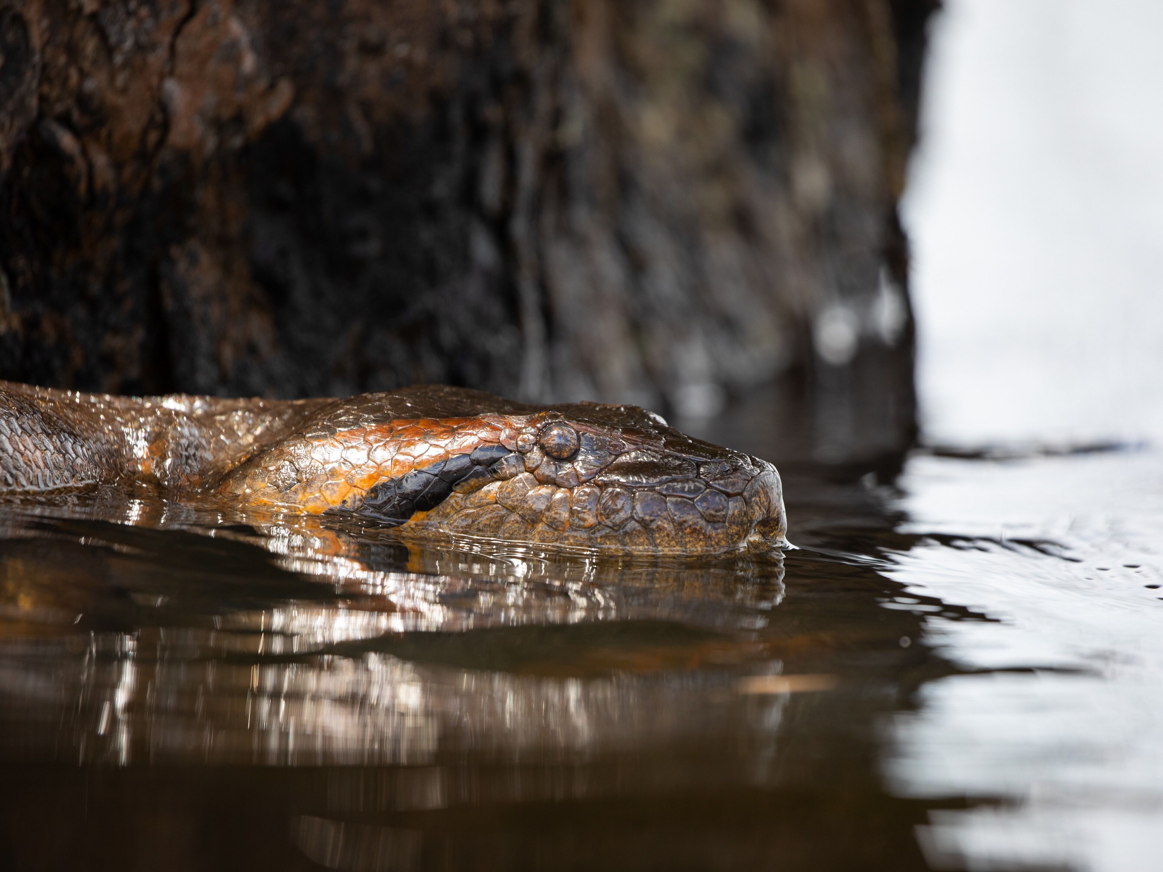 Anaconda that said I could be as big as 5 to 8 meters, photo shot in Laguna Grande, Cuyabeno Wildlife Reserve