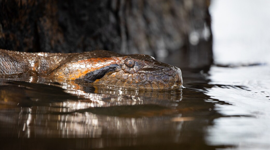 Anaconda that said I could be as big as 5 to 8 meters, photo shot in Laguna Grande, Cuyabeno Wildlife Reserve