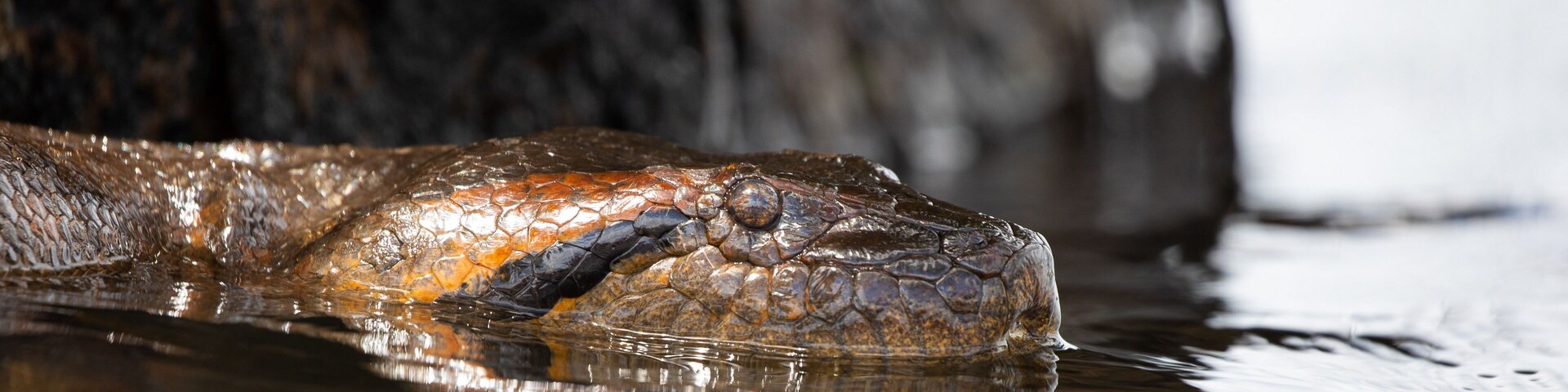 A crocodile partially submerged in water with a rocky background.