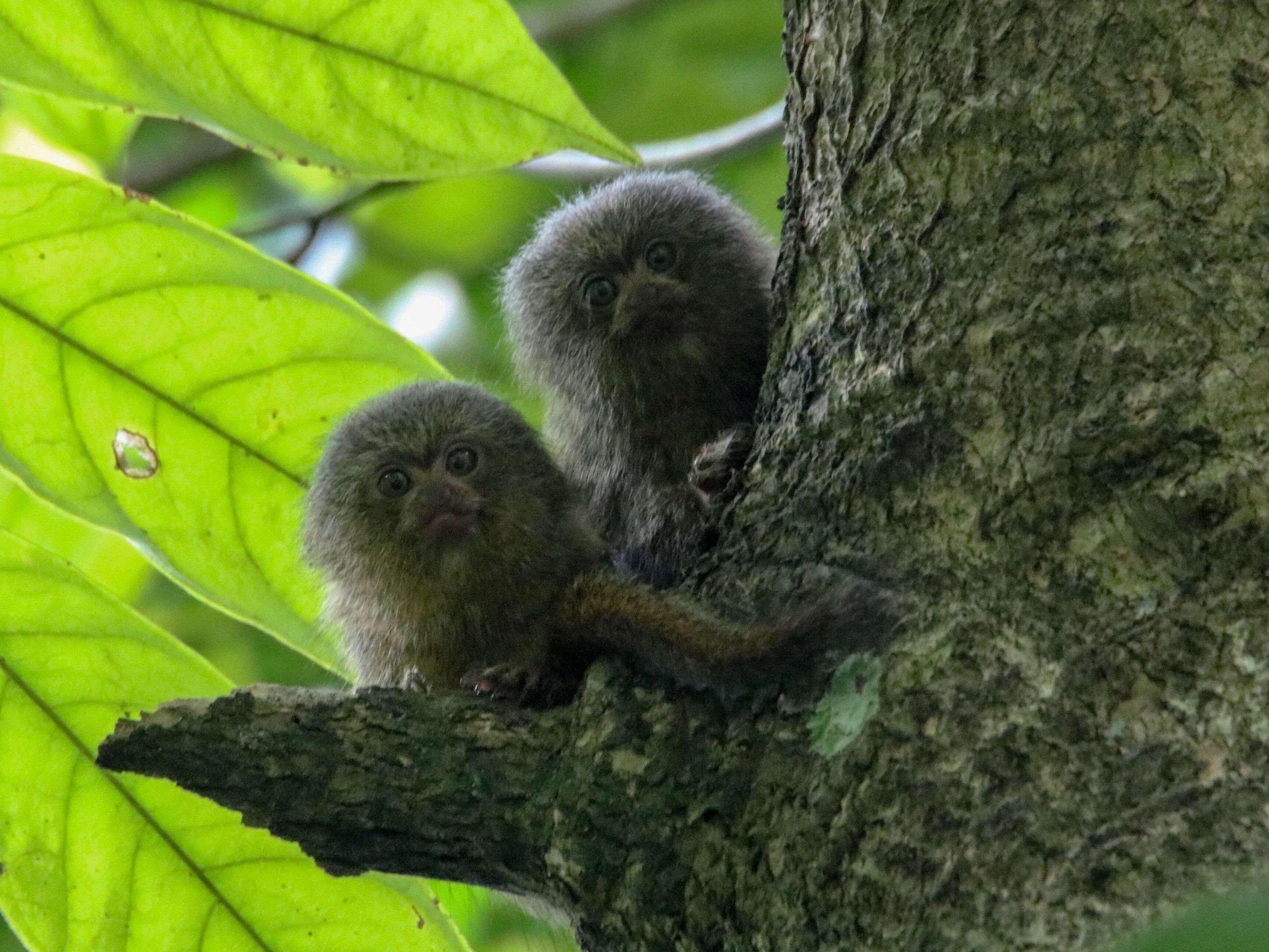 Pygmy marmosets are the smallest monkeys in the world. They average 4-6 inches in height. To find them look at the bottom of a tree for small holes where they feed on sap. They live in the same tree for years, so once you find their mark just look up and hope for the best. #lifeatexpedia #amazonrainforest #monkeys