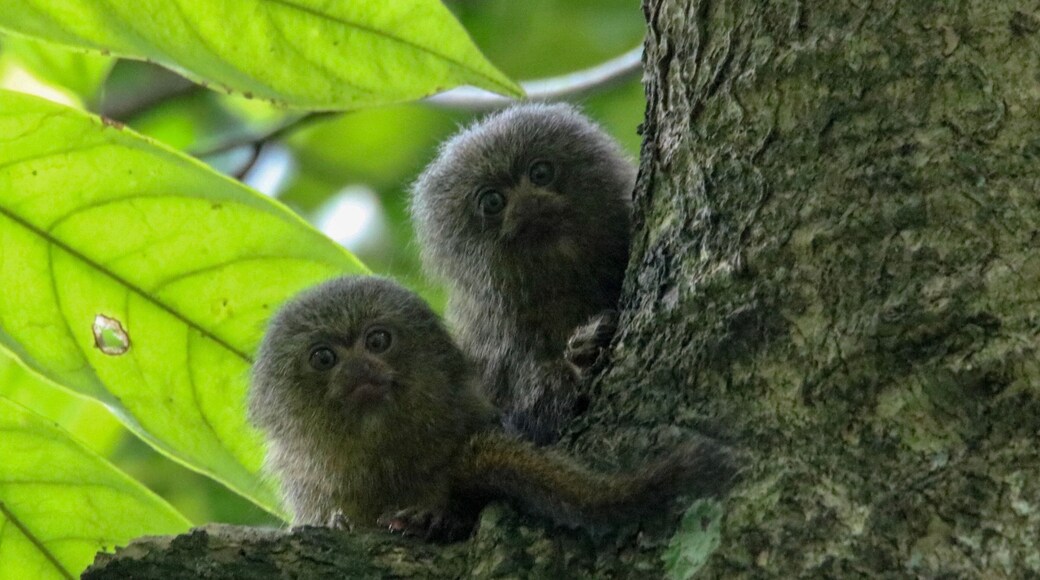 Pygmy marmosets are the smallest monkeys in the world. They average 4-6 inches in height. To find them look at the bottom of a tree for small holes where they feed on sap. They live in the same tree for years, so once you find their mark just look up and hope for the best. #lifeatexpedia #amazonrainforest #monkeys
