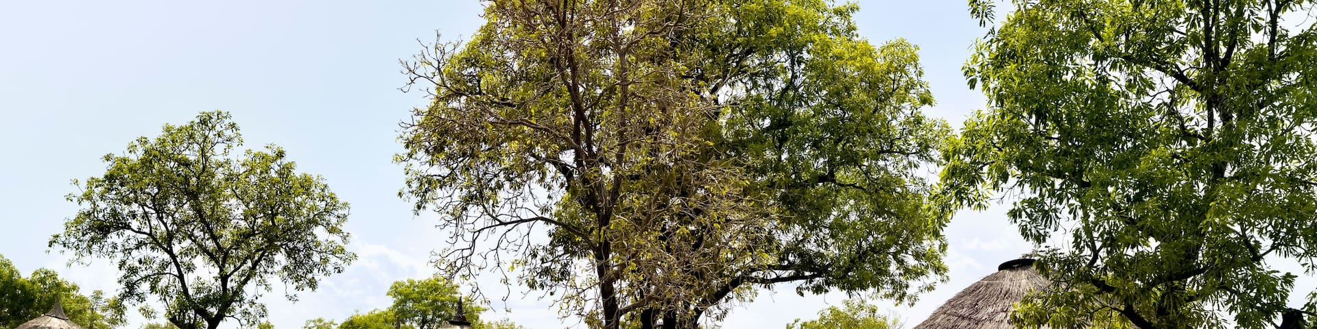 African village in bush Ghana real life huts. Northern region of Ghana. Rural traditional mud and straw huts and buildings. Poverty economy. African tribal and native homes.