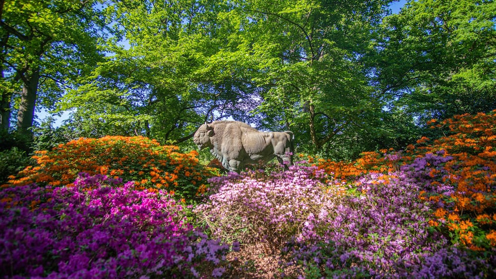 Bull Statue surrounded by beautiful blooming rhododendrons at Park in Bremen