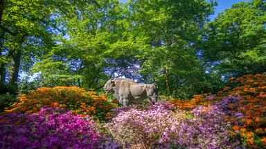 Bull Statue surrounded by beautiful blooming rhododendrons at Park in Bremen