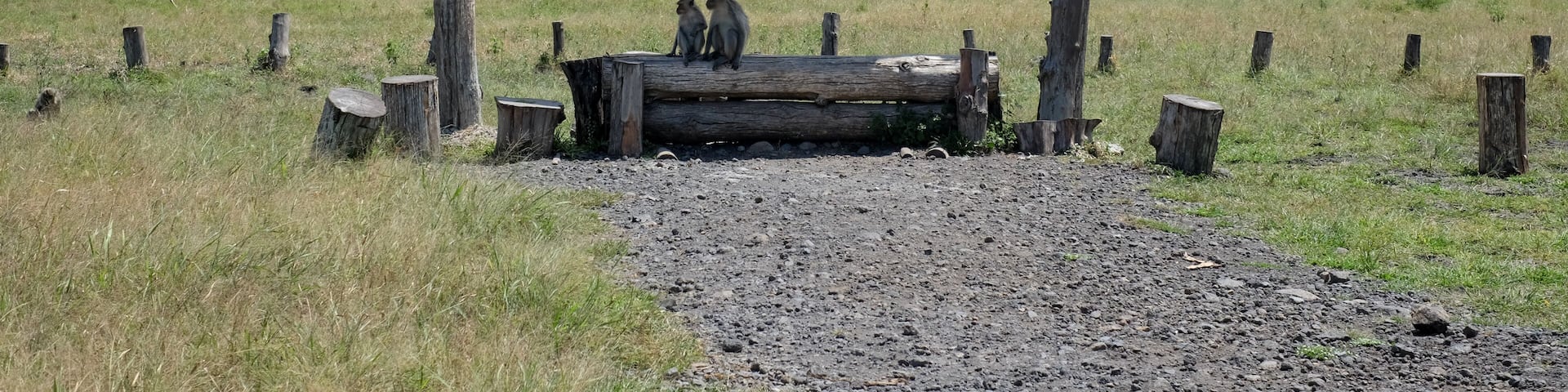 Monkeys in Baluran National Park