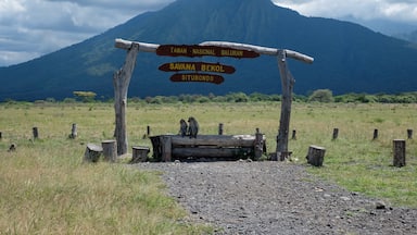 Monkeys in Baluran National Park