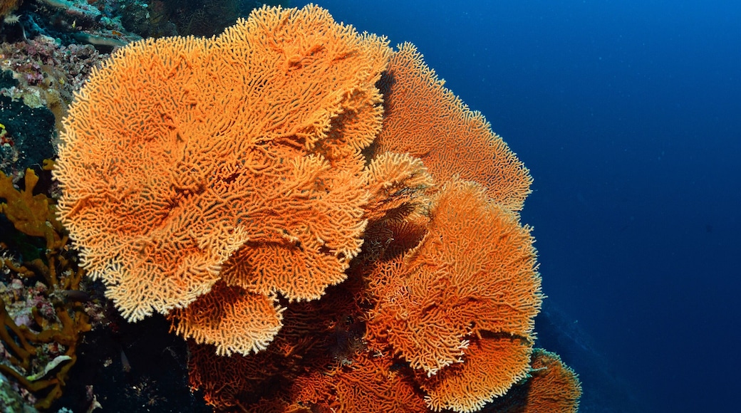 Giant seafan underwater in Sipadan, Malaysia , Shutterstock ID 160594856, Purchase Order: SP-1985, Order Number: SP-1985 Malaysia Tourism Board_June-December 2019, Client/Licensee: Expedia.com, Other: