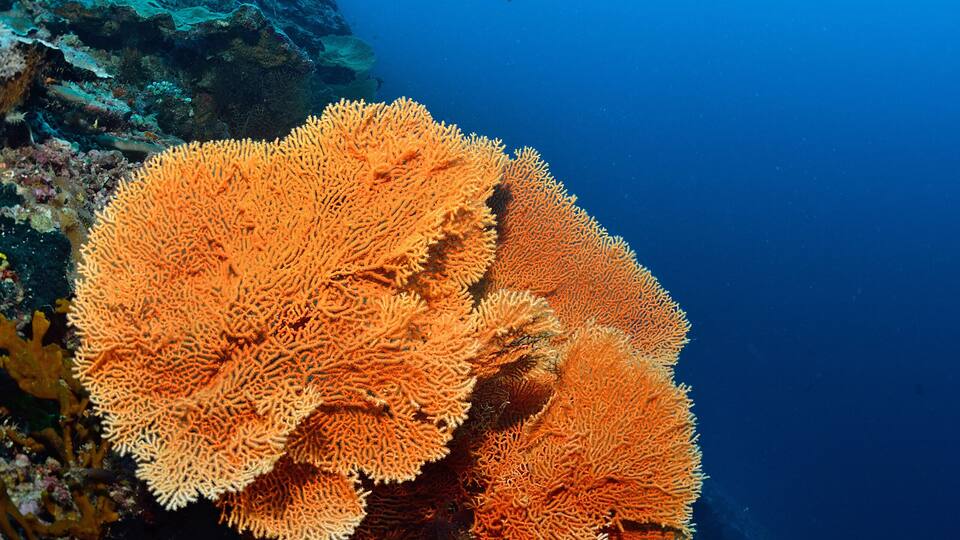 A diver surrounded by coral reefs.