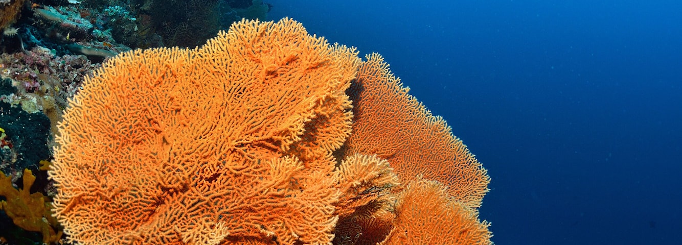 Un buzo rodeado de arrecifes de coral.