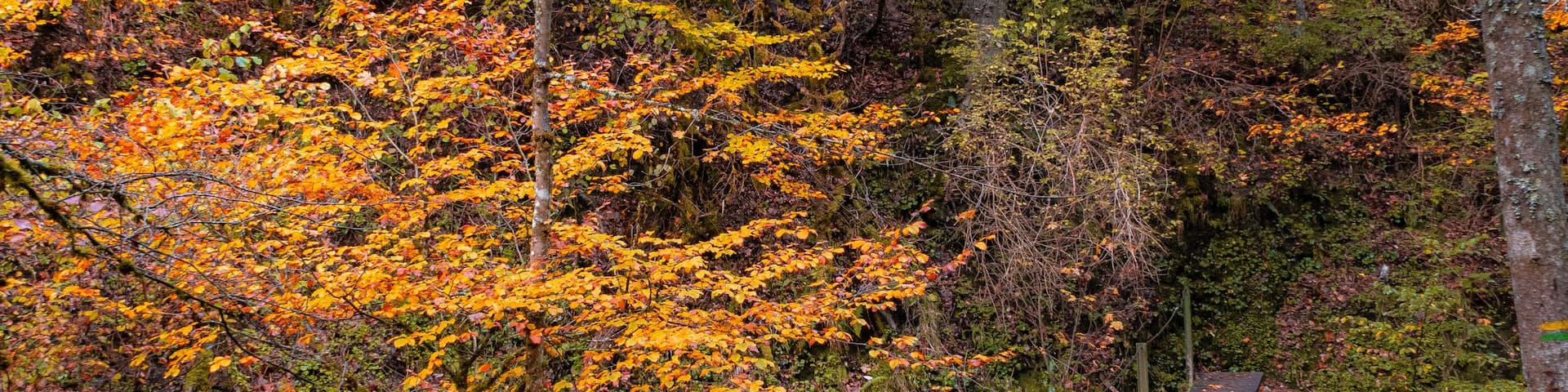 A forest with vibrant orange foliage, a wooden bridge, and a flowing stream.