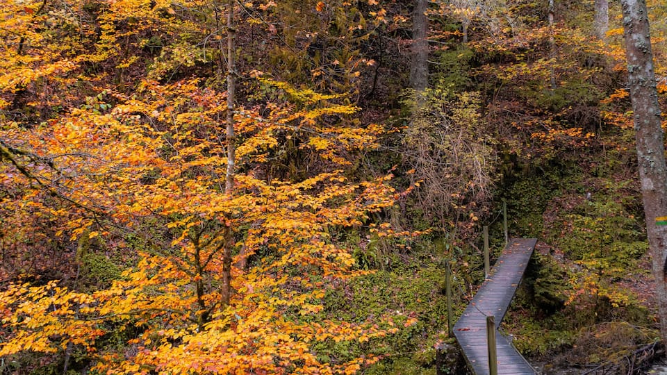 A forest with vibrant orange foliage, a wooden bridge, and a flowing stream.