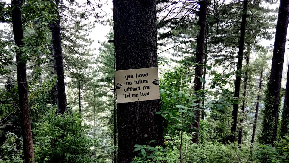 A forest with a sign on a tree that reads "you have no future without me Let me live".