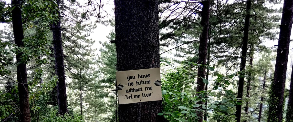 A forest with a sign on a tree that reads "you have no future without me Let me live".