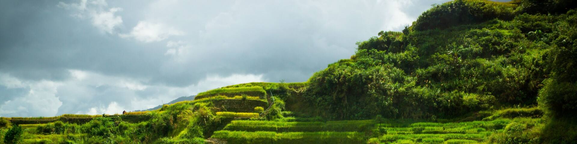 Terraced rice fields with a winding path.