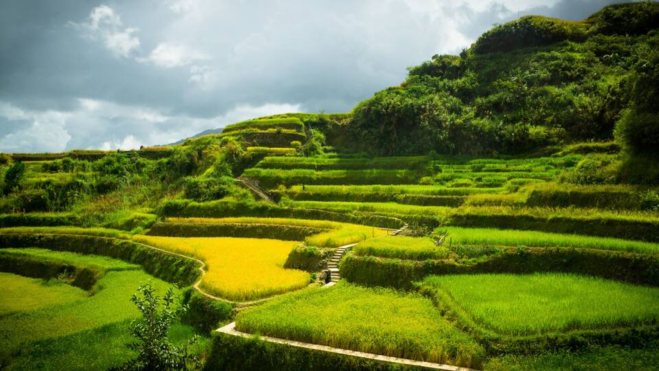 Terraced rice fields with a winding path.