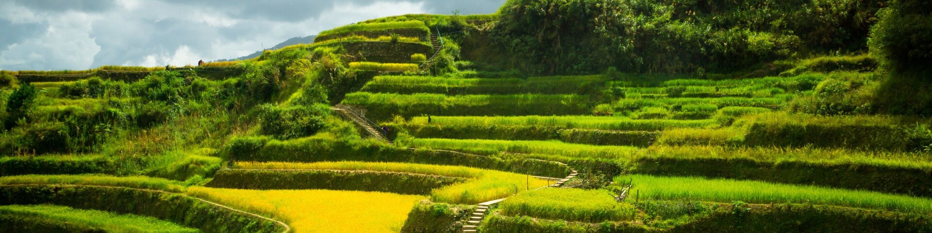 Campos de arroz en terrazas con un sendero serpenteante.