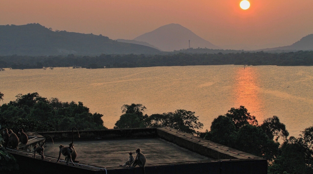 Monkeys looking at the sunset at Heritance Kandalama,