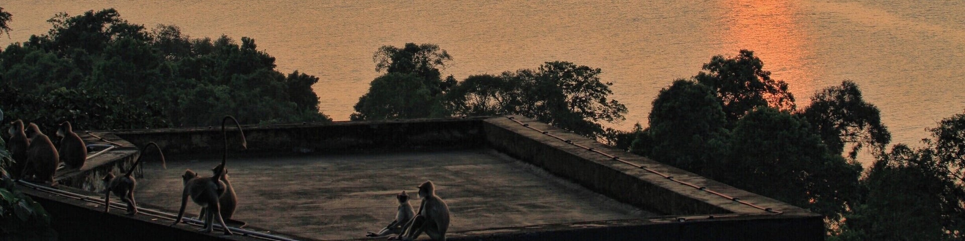 Monkeys looking at the sunset at Heritance Kandalama,