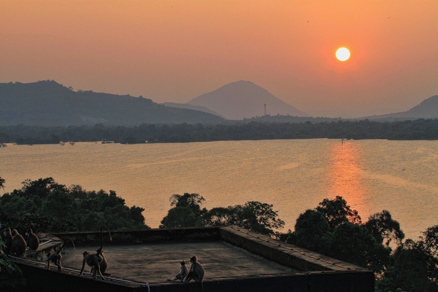 Monkeys looking at the sunset at Heritance Kandalama,