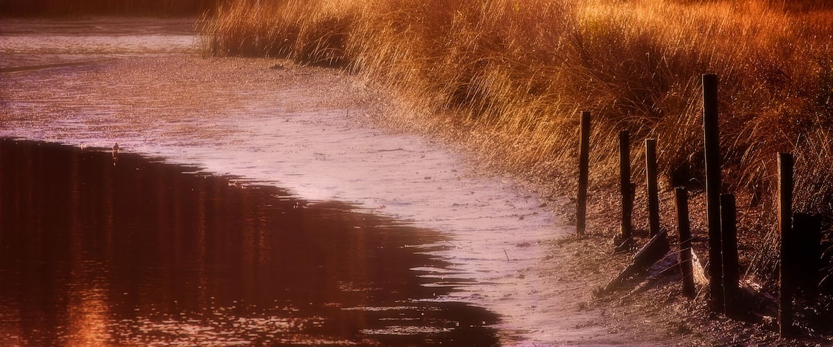 A riverbank with tall grasses and a fence.