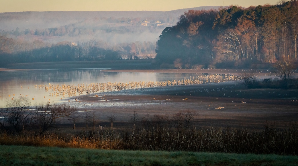Sandhill Cranes at Sandhill Wildlife Refuge in Birchwood Tennessee.