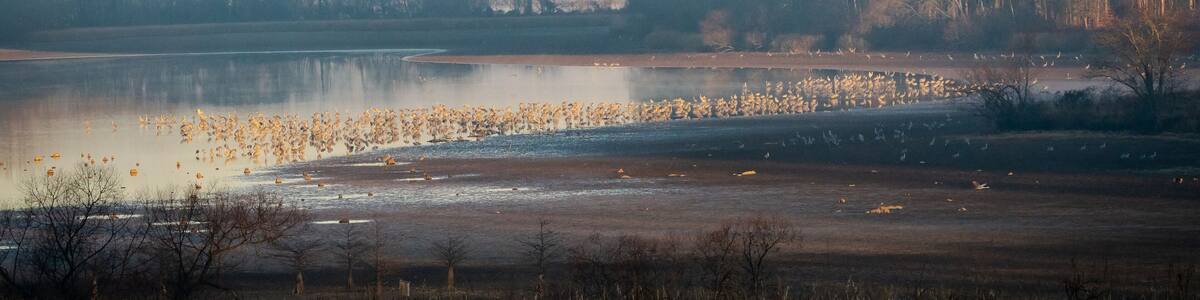 Sandhill Cranes at Sandhill Wildlife Refuge in Birchwood Tennessee.