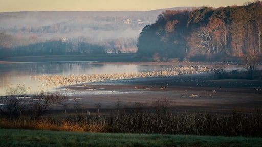 Sandhill Cranes at Sandhill Wildlife Refuge in Birchwood Tennessee.