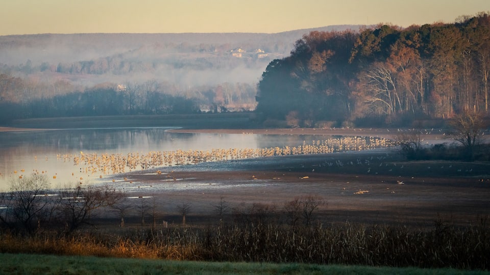 A misty landscape with a lake, a forested hill, and a distant building.