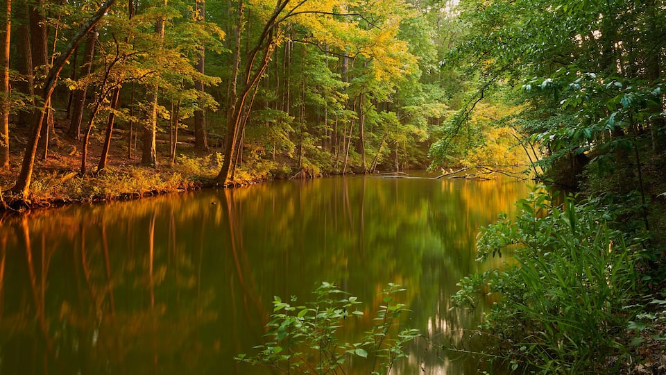 A calm river surrounded by dense forest with sunlight filtering through the trees.