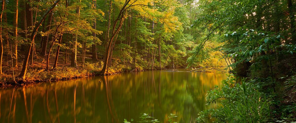 A calm river surrounded by dense forest with sunlight filtering through the trees.