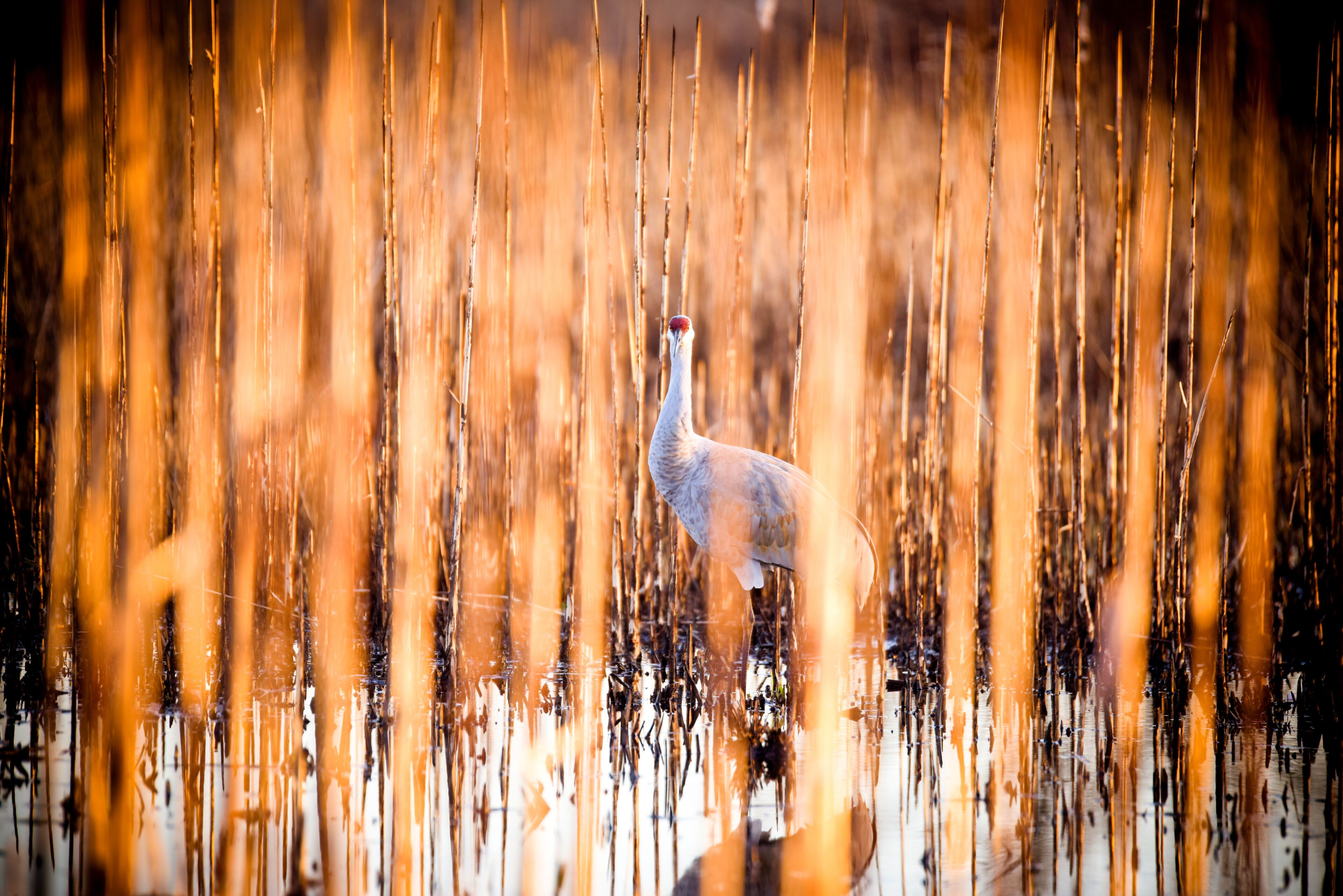 sand hill crane