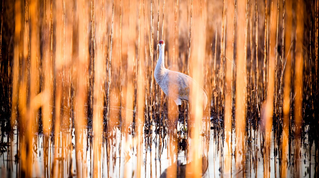 sand hill crane