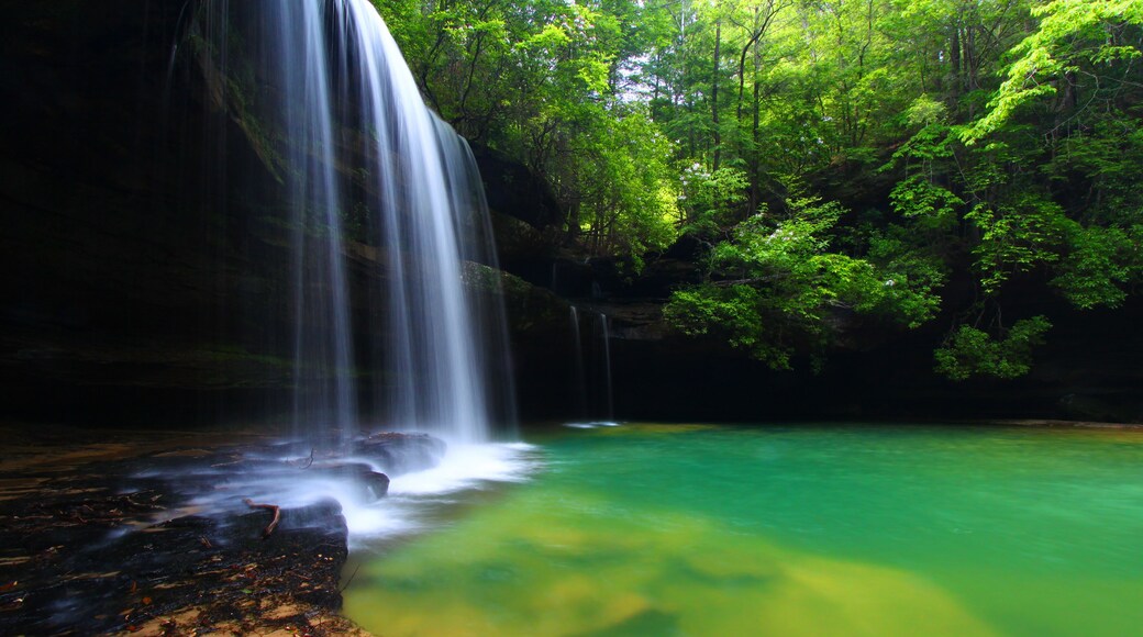 A waterfall cascading into a clear, green pool surrounded by dense forest.