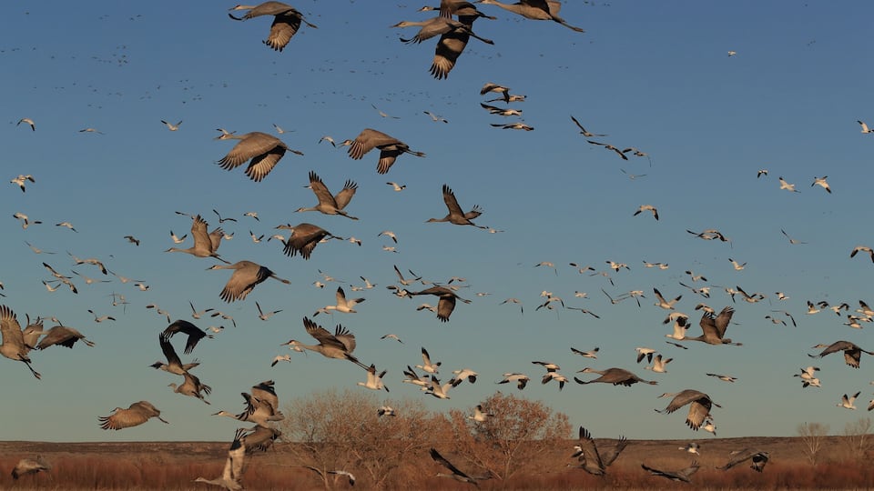 A flock of birds flying in a field with dry grass and sparse trees in the background.
