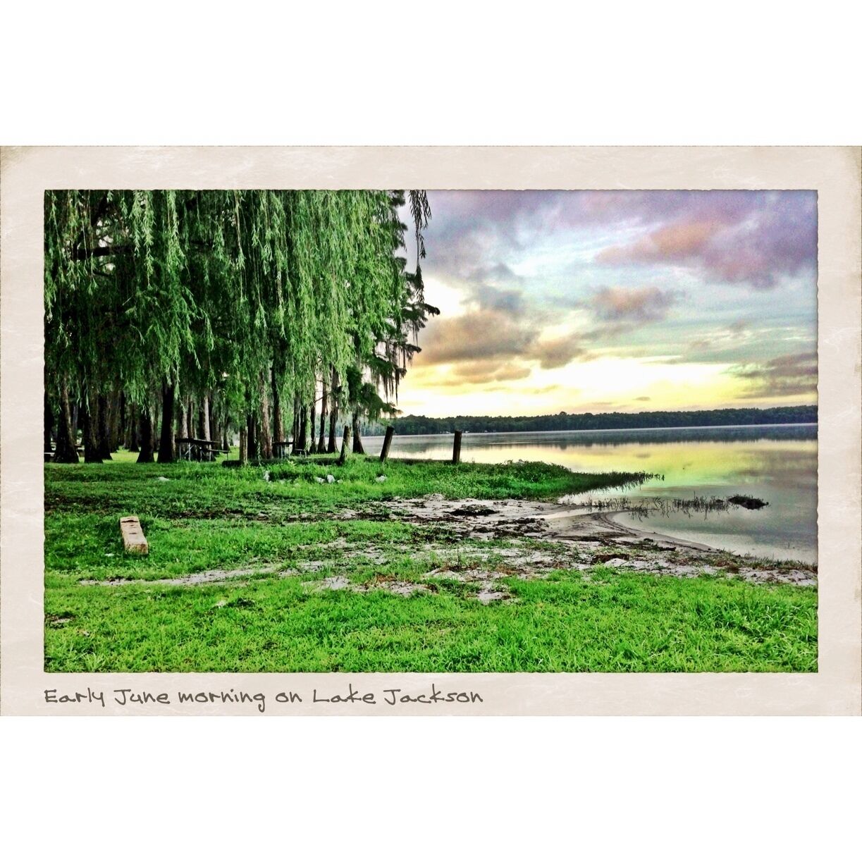 A grassy lakeside with trees and a bench.
