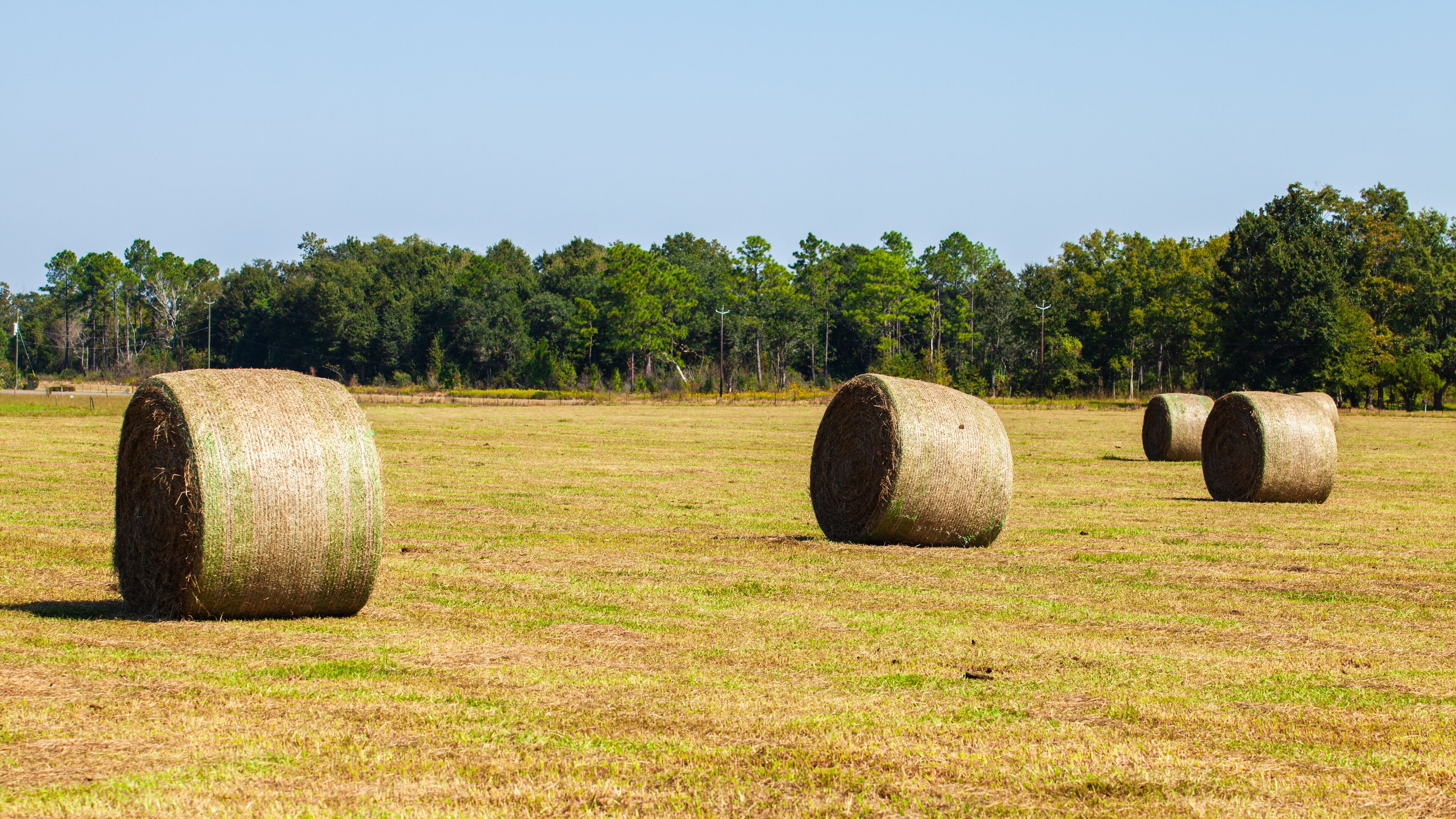 Rolled Hay Bales in rural Alabama