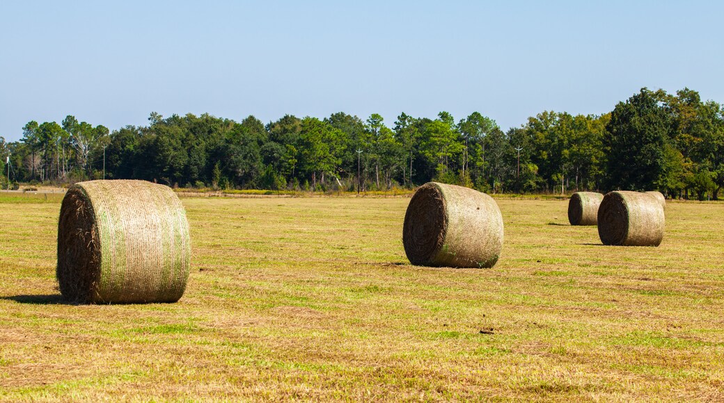 Rolled Hay Bales in rural Alabama