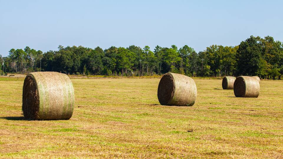 Hay bales in a field with a forest in the background.