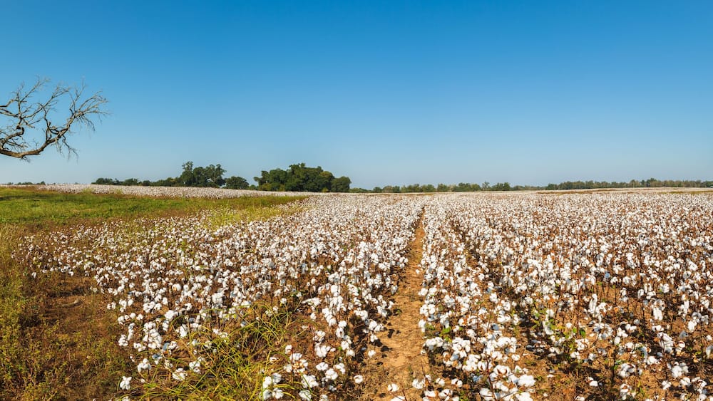 Alabama Cotton Field
