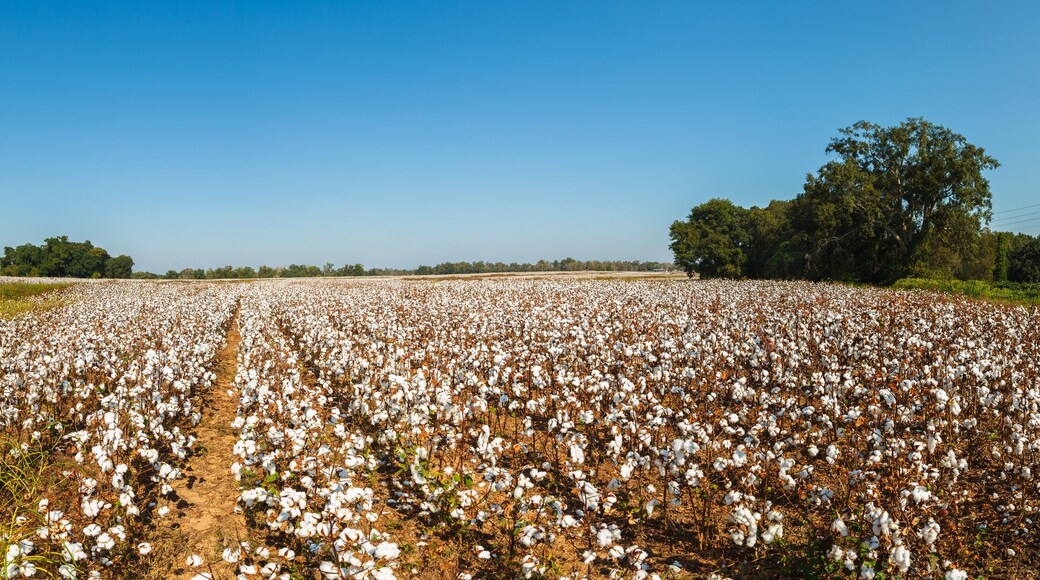 Alabama Cotton Field
