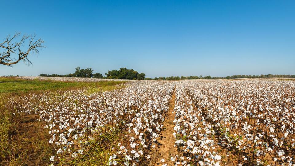 A cotton field with a large tree on the left and a smaller tree on the right.