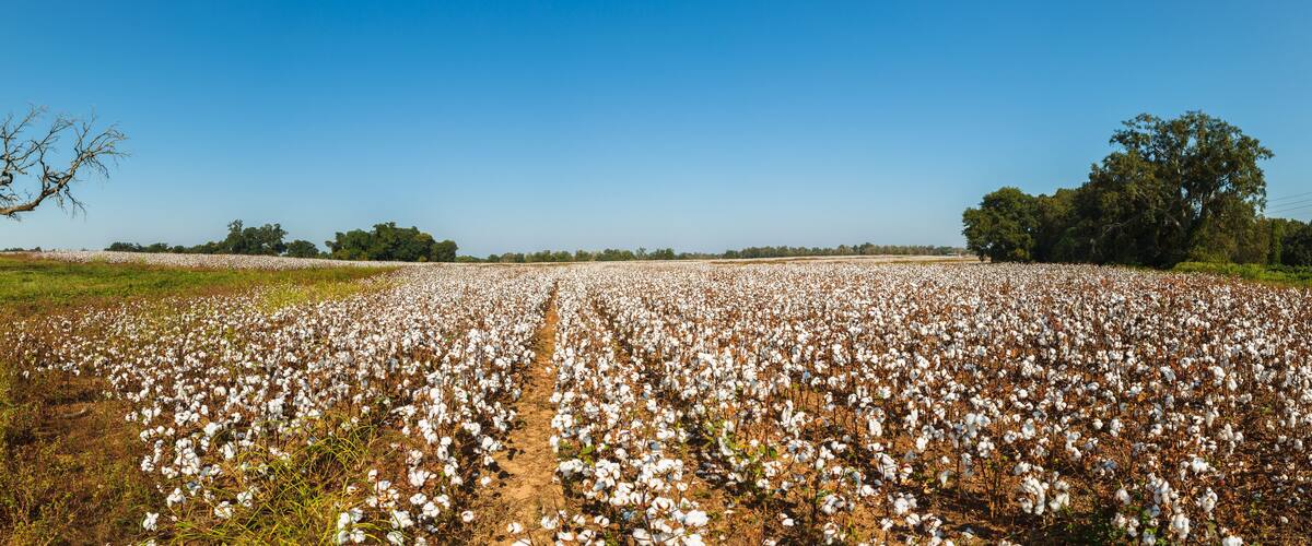A cotton field with a large tree on the left and a smaller tree on the right.